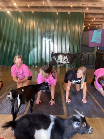 Goat Yoga Group Sessions at Shenanigoats: Insta-worthy Grounding with Goats with Public & Private Classes image 23