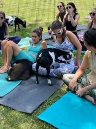 Goat Yoga Group Sessions at Shenanigoats: Insta-worthy Grounding with Goats with Public & Private Classes image 9