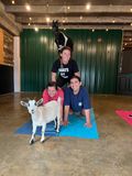 Thumbnail image for Goat Yoga Group Sessions at Shenanigoats: Insta-worthy Grounding with Goats with Public & Private Classes