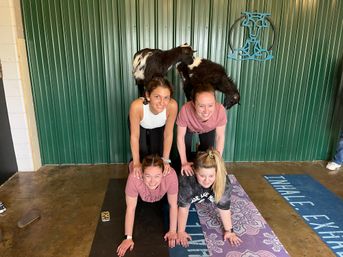 Goat Yoga Group Sessions at Shenanigoats: Insta-worthy Grounding with Goats with Public & Private Classes image 14