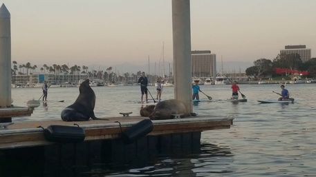Epic Paddle Party: Stand-Up Paddleboarding & Beach Games in SoCal! image 28