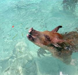 3 Islands Boat Adventure: Swimming Pigs, Turtles, Snorkeling & More! image 3