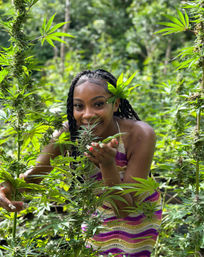 Authentic Jamaican Cannabis Farm Tour: Private Weed Experience with Tasting, Transportation & Scenic Views of Montego Bay image 1