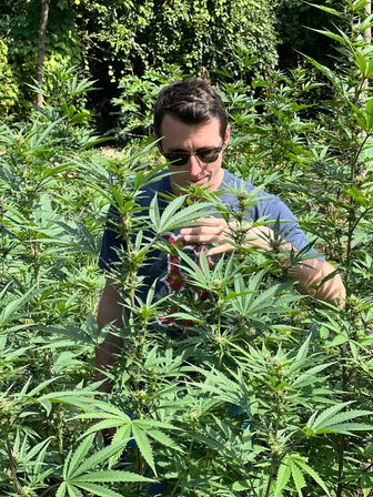 Authentic Jamaican Cannabis Farm Tour: Private Weed Experience with Tasting, Transportation & Scenic Views of Montego Bay image 2