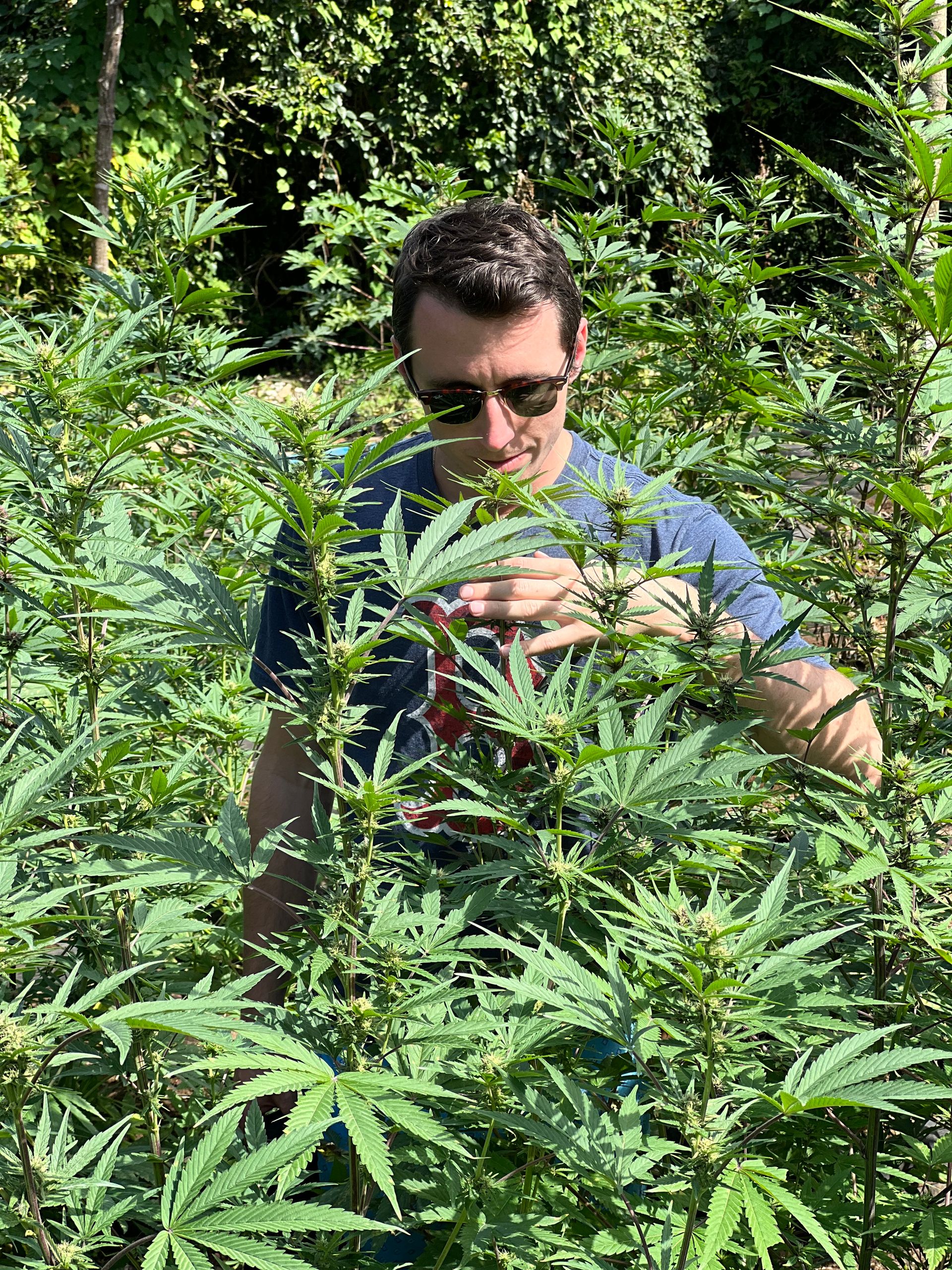 Authentic Jamaican Cannabis Farm Tour: Private Weed Experience with Tasting, Transportation & Scenic Views of Montego Bay image 2
