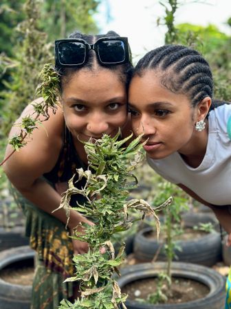 Authentic Jamaican Cannabis Farm Tour: Private Weed Experience with Tasting, Transportation & Scenic Views of Montego Bay image 7