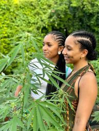 Authentic Jamaican Cannabis Farm Tour: Private Weed Experience with Tasting, Transportation & Scenic Views of Montego Bay image 6
