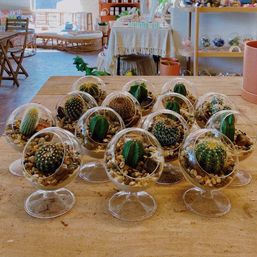 Build Your Own Succulent Terrarium Either In-Store or We Come to You (BYOB) image 6