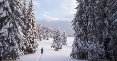 Guided Snowshoe Tour: Half-day image 3