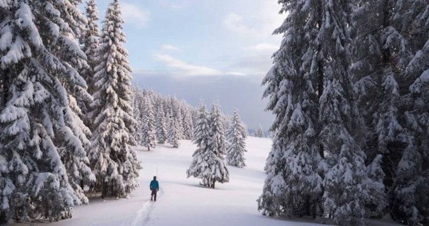 Guided Snowshoe Tour: Half-day image 3