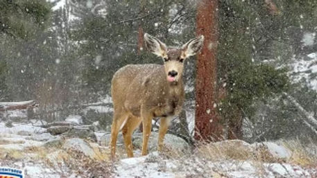 Guided Hike in Rocky Mountain National Park: Colorado’s Alpine Wonderland image 5