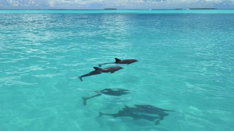 Dolphin Watch & Snorkel Boat Tour image 2