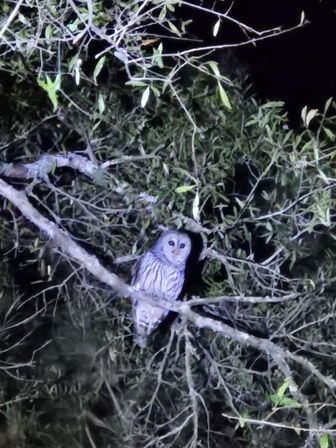 Evening River Experience: Sunset Cruise or Kayak, S'mores + Owl Call image 8