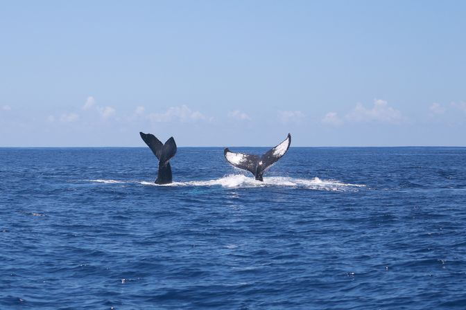 Blue Horizon: Custom Biologist-Led Boat Expedition (BYOB) image 14