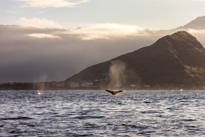 Blue Horizon: Custom Biologist-Led Boat Expedition (BYOB) image 11