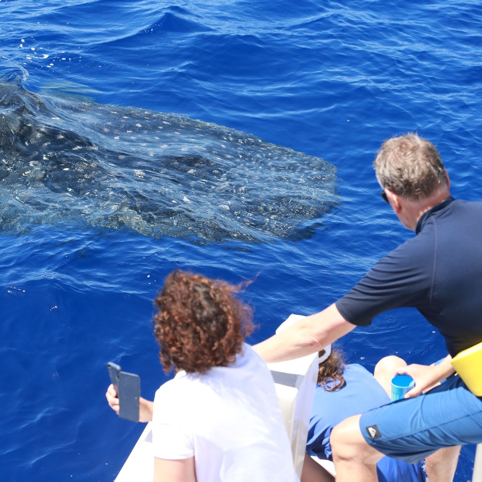 Blue Horizon: Custom Biologist-Led Boat Expedition (BYOB) image 1