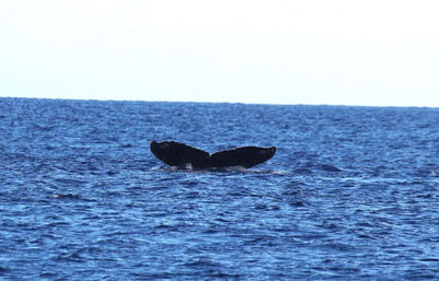 Blue Horizon: Custom Biologist-Led Boat Expedition (BYOB) image 14