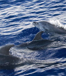 Blue Horizon: Custom Biologist-Led Boat Expedition (BYOB) image 9