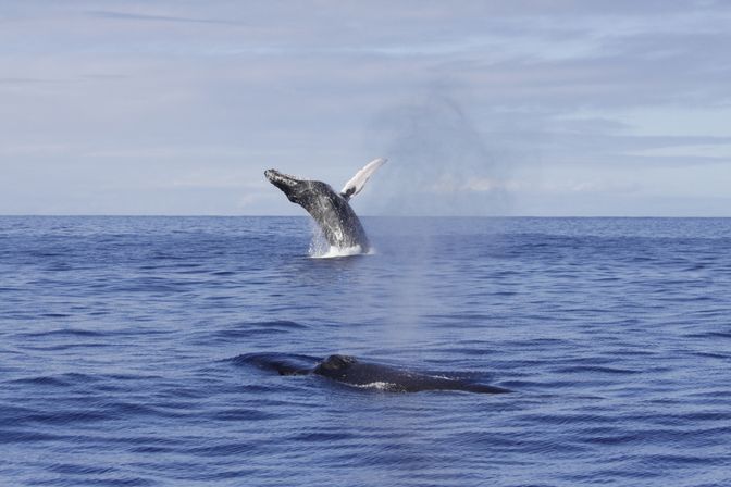 Blue Horizon: Custom Biologist-Led Boat Expedition (BYOB) image 18