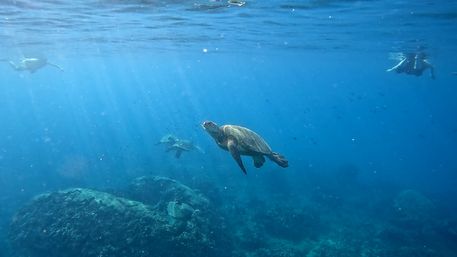 Blue Horizon: Custom Biologist-Led Boat Expedition (BYOB) image 13