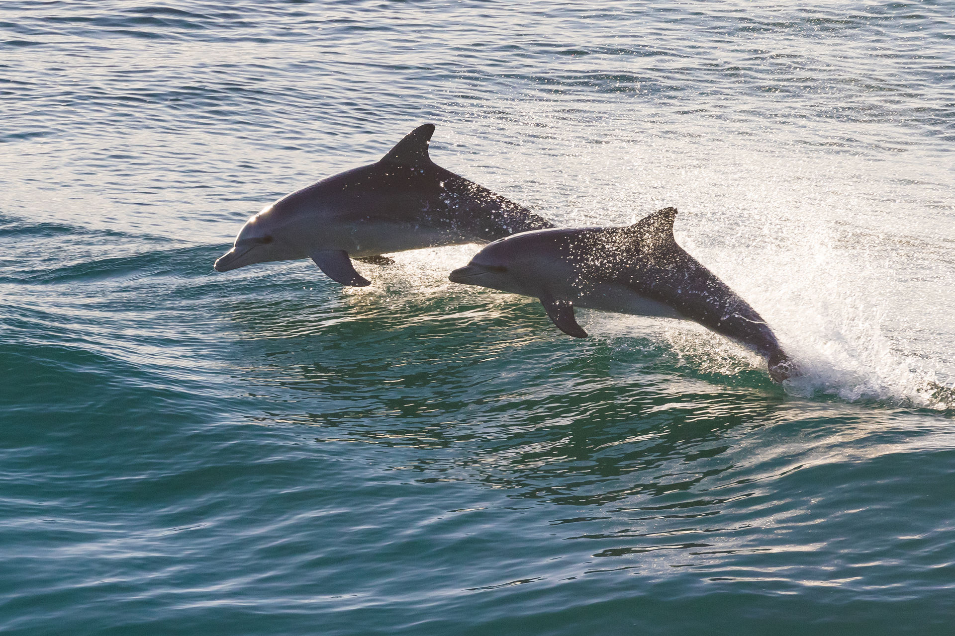 St. Augustine Dolphin Watch & Harbor Sail image 2