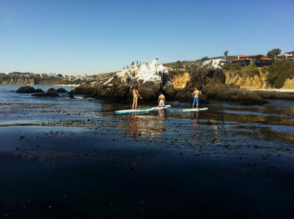 Surfing or Paddle Boarding Lessons at Laguna Beach: Reefs, Hidden Beaches, Dolphins, Marine Life, and More image 20