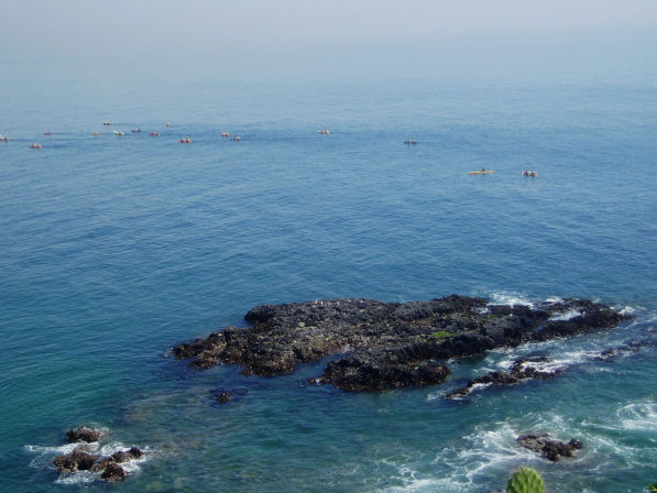 Surfing or Paddle Boarding Lessons at Laguna Beach: Reefs, Hidden Beaches, Dolphins, Marine Life, and More image 15