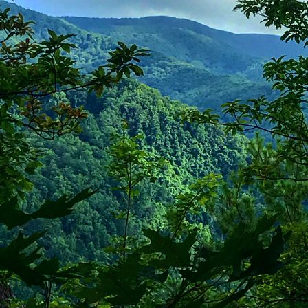 Great Smoky Mountains Waterfall Hiking Tour with Expert Guide image 9