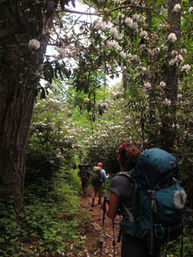 Great Smoky Mountains Waterfall Hiking Tour with Expert Guide image 7