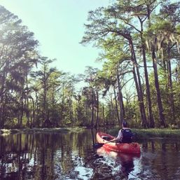 Manchac Swamp Kayak Tours Near New Orleans: Wildlife & Eco Adventures (2-Hour & Extended Options) image 5