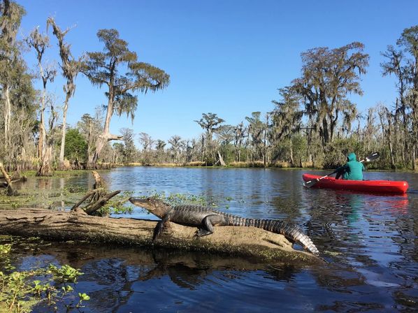 Manchac Swamp Kayak Tours Near New Orleans: Wildlife & Eco Adventures (2-Hour & Extended Options) image 4
