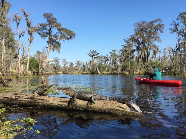 Manchac Swamp Kayak Tours Near New Orleans: Wildlife & Eco Adventures (2-Hour & Extended Options) image 4
