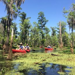 Manchac Swamp Kayak Tours Near New Orleans: Wildlife & Eco Adventures (2-Hour & Extended Options) image 6