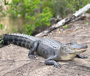 Small Boat, Big Fun: Private Airboat Experience with Gators & Bayou Views image 5