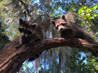 Small Boat, Big Fun: Private Airboat Experience with Gators & Bayou Views image 7