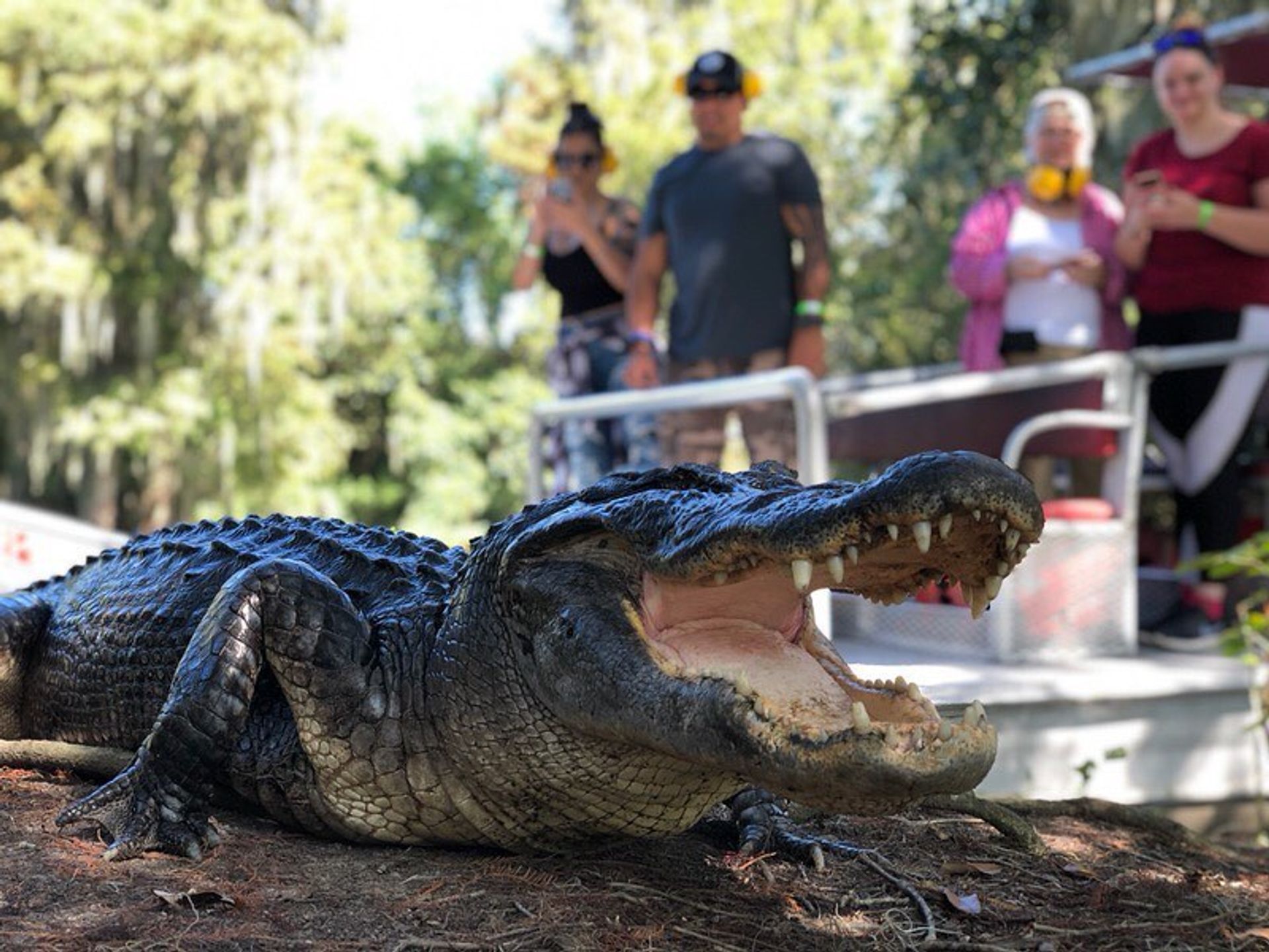 Small Boat, Big Fun: Private Airboat Experience with Gators & Bayou Views image 2