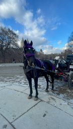 Scenic Horse Carriage Rides to Central Park, Rockefeller & Times Square image 7