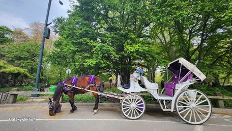 Scenic Horse Carriage Rides to Central Park, Rockefeller & Times Square image 12