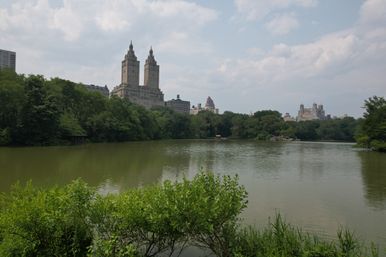 Scenic Horse Carriage Rides to Central Park, Rockefeller & Times Square image 13