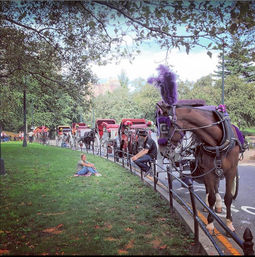 Scenic Horse Carriage Rides to Central Park, Rockefeller & Times Square image 4