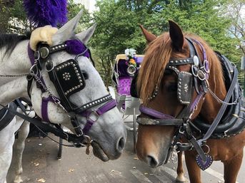 Scenic Horse Carriage Rides to Central Park, Rockefeller & Times Square image 3