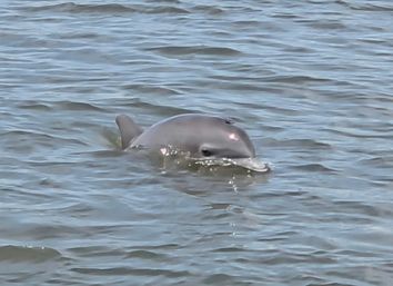 Dancin' Dolphin Booze Cruise: Full Bar, Indoor/Outdoor Seating & Sound System (Up to 20) image 8