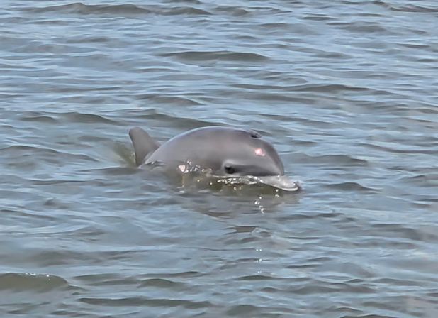 Dancin' Dolphin Booze Cruise: Full Bar, Indoor/Outdoor Seating & Sound System (Up to 20) image 8