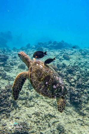 Waikiki Turtle Canyon Snorkel Tour with Hot Cocoa + BYOB image 22