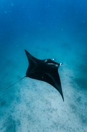 Waikiki Turtle Canyon Snorkel Tour with Hot Cocoa + BYOB image 16