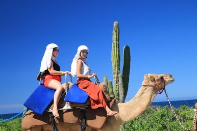 Baja Safari: Beach Camel Ride, Nature Walk, Mexican Buffet Lunch & Tequila Tasting image 6