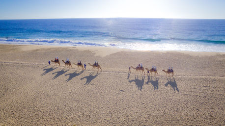 Baja Safari: Beach Camel Ride, Nature Walk, Mexican Buffet Lunch & Tequila Tasting image 2