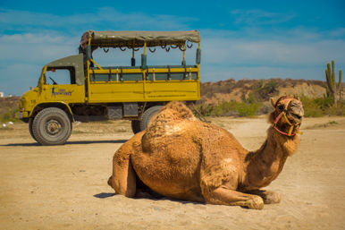 Baja Safari: Beach Camel Ride, Nature Walk, Mexican Buffet Lunch & Tequila Tasting image 11