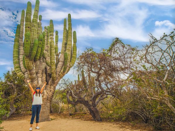 Baja Safari: Beach Camel Ride, Nature Walk, Mexican Buffet Lunch & Tequila Tasting image 9