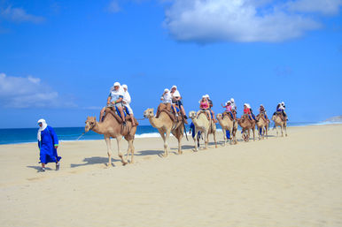 Baja Safari: Beach Camel Ride, Nature Walk, Mexican Buffet Lunch & Tequila Tasting image 4